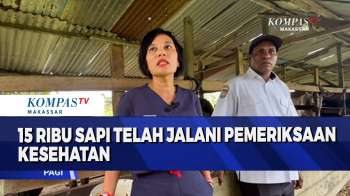 15 Ribu Sapi Telah Jalani Pemeriksaan Kesehatan