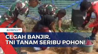 tni-ad-kodim-415-jambi-tanam-1-000-pohon-sebagai-bentuk-pencegahan-banjir