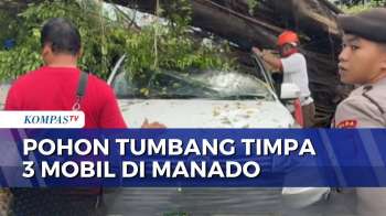 Angin Kencang Terjang Manado, Pohon Tumbang Timpa 3 Mobil Hingga Ringsek | BERUT