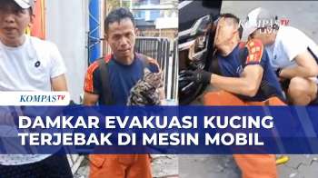 Damkar Surabaya Evakuasi Kucing Terjebak Di Mesin Mobil | BERITA UTAMA