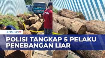 5 Pelaku Penebangan Liar Di Kawasan Taman Nasional Gunung Ceremai Ditangkap | BORGOL