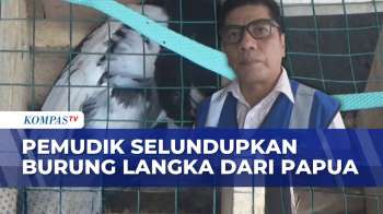 Pemudik Selundupkan Burung Langka dari Papua, Diperiksa Petugas di Pelabuhan Tanjung Perak | BERUT