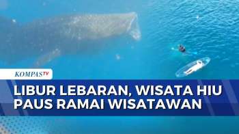 Libur Lebaran, Wisata Hiu Paus Botubarani Diserbu Turis Lokal Hingga Mancanegara | BERUT
