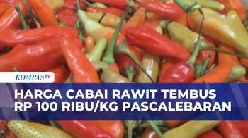 Harga Cabai Rawit Masih Mahal Pasca-Lebaran, Tembus Rp100 Ribu Per Kilogram Di Malang