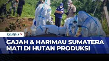 Gajah & Harimau Sumatera Ditemukan Mati Di Bengkulu, Diduga Dampak Perambahan Hutan