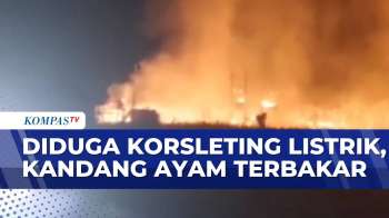 Kadang Ayam di Jember Kebakaran, Peternak Rugi | BERITA UTAMA