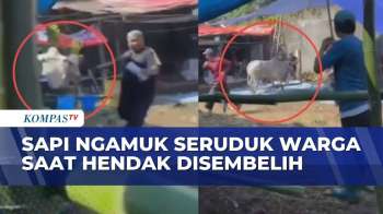 Detik-Detik Sapi Kurban Mengamuk di Bandung, Tiga Warga Terluka Diseruduk | BERUT