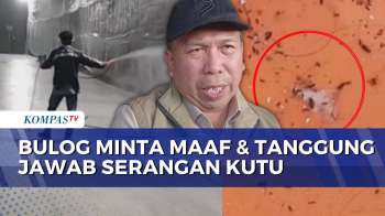 Serangan Kutu Beras Resahkan Warga, Bulog Minta Maaf Dan Akan Tanggung Jawab | BERUT