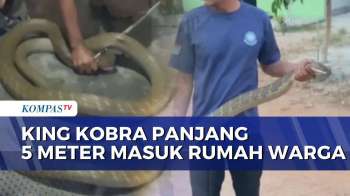 Ular King Kobra Panjang 5 Meter Masuk Rumah Warga, Petugas Sempat Kewalahan Saat Evakuasi | BERUT