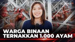 dari-lahan-kosong-lapas-banceuy-1-000-ayam-hasilkan-54-kg-telur-per-hari-kompas-siang