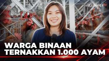 Dari Lahan Kosong Lapas Banceuy, 1.000 Ayam Hasilkan 54 Kg Telur Per Hari | KOMPAS SIANG