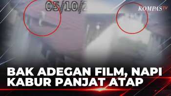 Bak Adegan Film, Napi Narkoba Kabur Panjat Atap Dan Lompat Pagar Lapas Pasir Pengaraian|KOMPAS SIANG