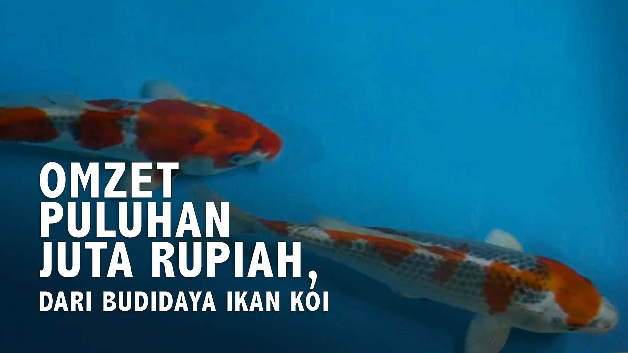Omzet Puluhan Juta Rupiah Dari Budidaya Ikan Koi