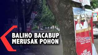 perang-baliho-bacabup-rusak-pohon