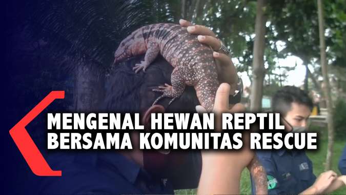 Mengenal Hewan Reptil