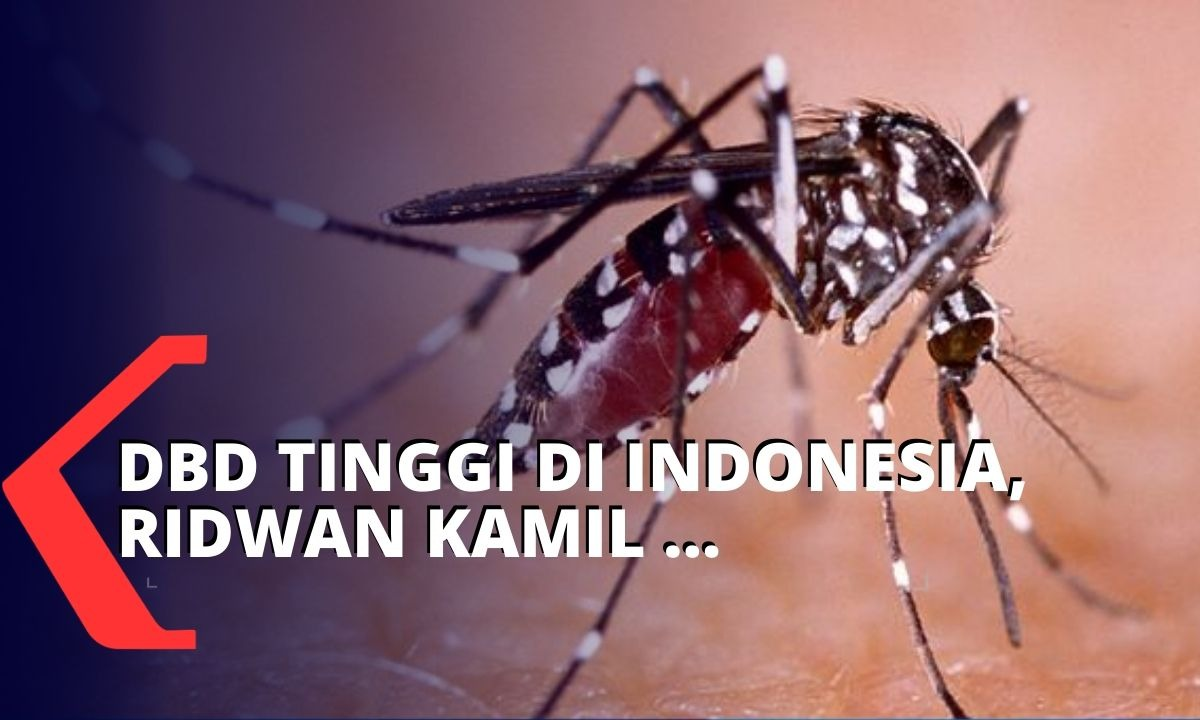 Kasus DBD Tinggi di Indonesia, Ini Kata Ridwan Kamil