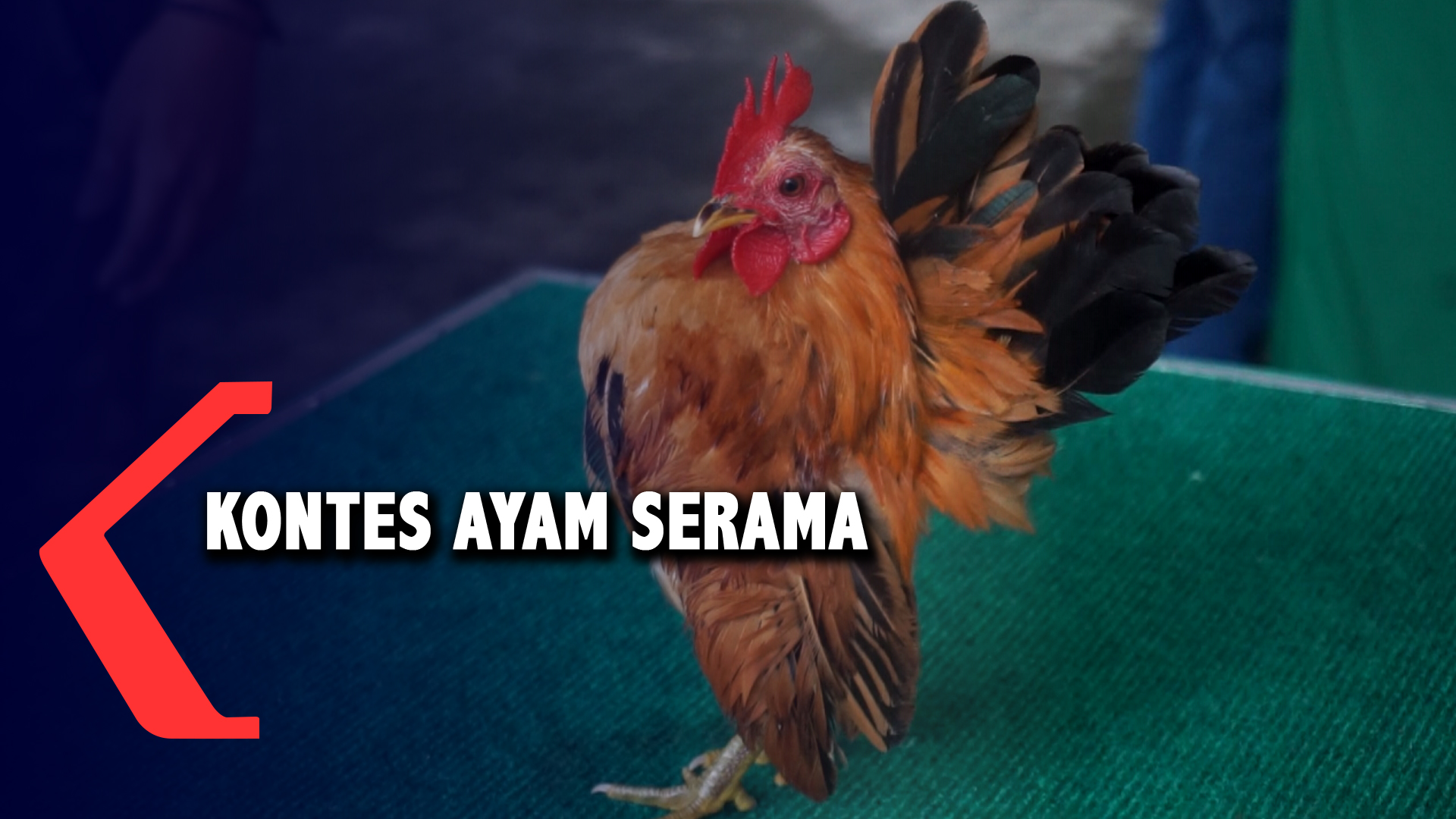 Pecinta Ayam Serama Gorontalo Gelar Latihan Bersama