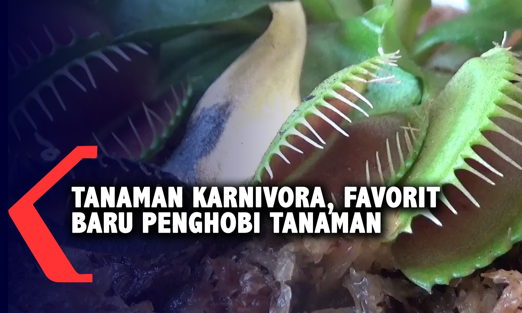 Ini Dia, Tanaman Hias Karnivora Yang Mulai Banyak Dilirik