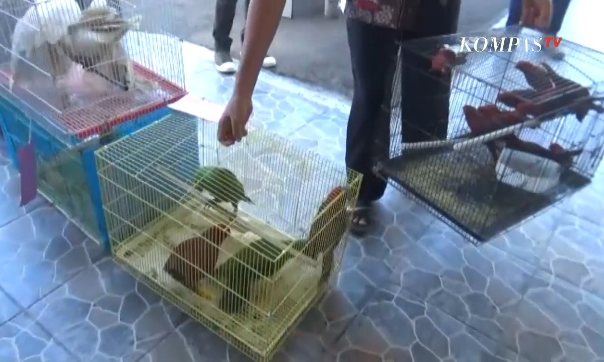 Penyelundupan Burung Langka Digagalkan: Ada Kakatua Putih  