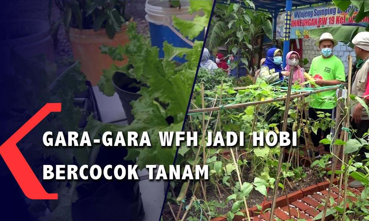 Gara-gara WFH Jadi Hobi Bercocok Tanam