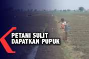 petani-bawang-merah-kesulitan-dapatkan-pupuk