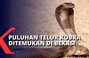 waspada-puluhan-telur-ular-kobra-bermunculan-sang-induk-belum-ditemukan