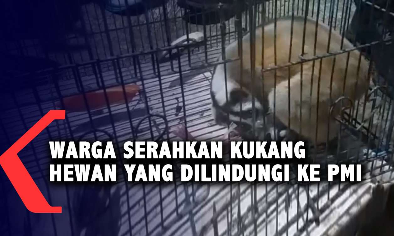 Warga Serahkan Kukang Hewan Yang Dilindungi Ke Pmi