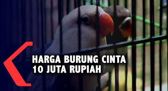 Budidaya Lovebird, Burung Berwarna Indah dan Bersuara Unik ...