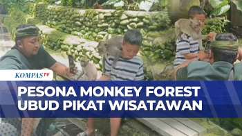 Wisata Alam Bali, Monkey Forest Ubud Ramai Pengunjung Saat Libur Nataru | 27 Desember 2025