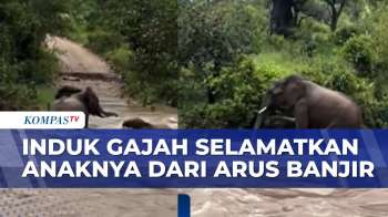 Momen Induk Gajah Selamatkan Anaknya Dari Arus Banjir | BERITA UTAMA