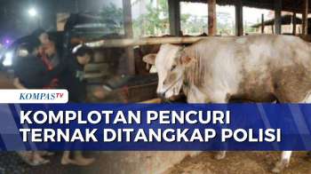 5 Pelaku Komplotan Pencuri Hewan Ternak Ditangkap di Lumajang, Polisi Sita Senjata Tajam | BERUT