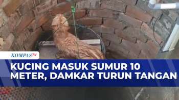 Aksi Damkar Kota Jambi Selamatkan Kucing Jatuh Ke Sumur Sedalam 10 Meter|BERITA UTAMA