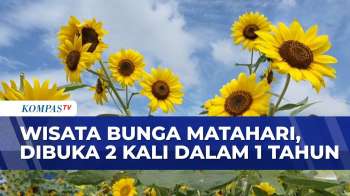Pesona Bunga Matahari Mekar Di Kota Batu Jawa Timur, Ramai Dikunjungi Wisatawan | SAPA SIANG