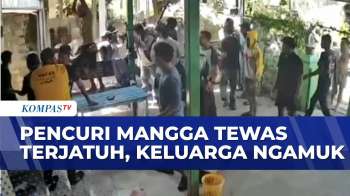 Ketahuan Mencuri Mangga Pria Di Bontang Tewas Diduga Jatuh Dari Pohon, Keluarga Ngamuk