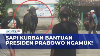 Detik-Detik Sapi Kurban Presiden Prabowo Mengamuk Di Blora, Kabur Dari Masjid! | INDO UPDATE