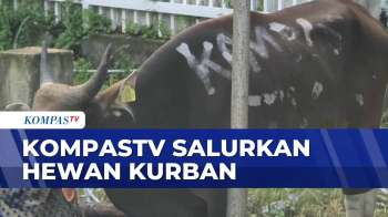 Sambut Idul Adha, KompasTV Salurkan Hewan Kurban | SAPA MALAM