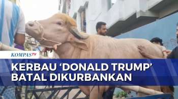 Kerbau Albino 'Donald Trump' di Bangladesh Tak Jadi Dikurbankan saat Iduladha| SAPA MALAM