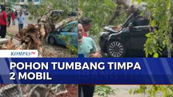 Pohon Angsana Tumbang di Kelapa Gading Timpa 2 Mobil, Diduga Akibat Batang Lapuk