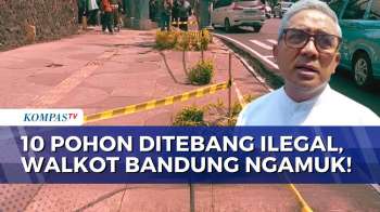 Wali Kota Bandung Emosi, Usai Temukan Pohon di Jalan R.E. Martadinata Ditebang Ilegal | KOMPAS MALAM