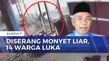 Monyet Liar Serang Permukiman di Indragiri Hilir Riau, 14 Warga Terluka dalam Sepekan | KOMPAS MALAM