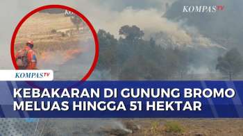 Kebakaran Hutan Dan Lahan Di Kawasan Bromo Meluas Hingga 51 Hektar! | BERUT