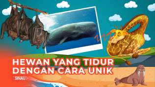 hewan-hewan-yang-tidur-dengan-cara-tidak-biasa