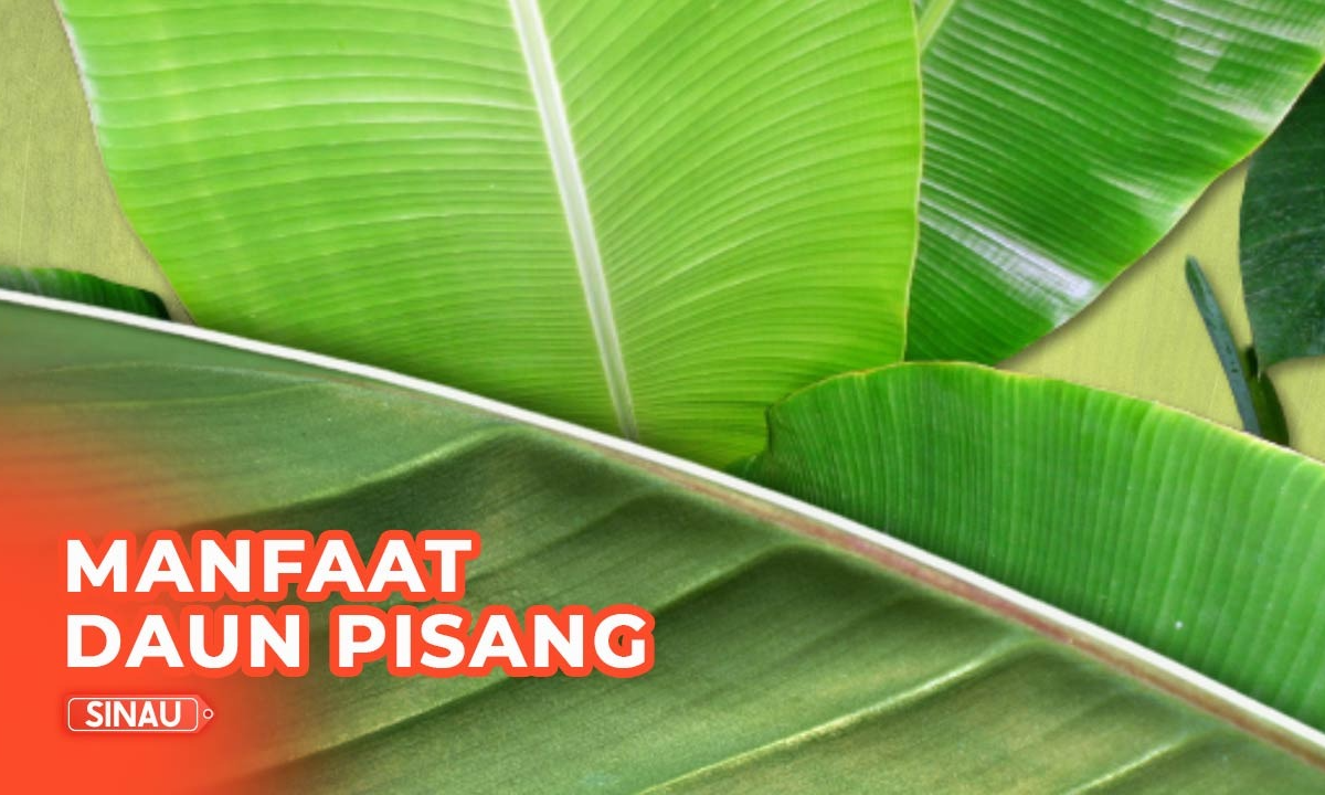 Manfaat Daun Pisang