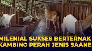 millenial-keren-ternak-kambing-perah-beromzet-puluhan-juta-rupiah