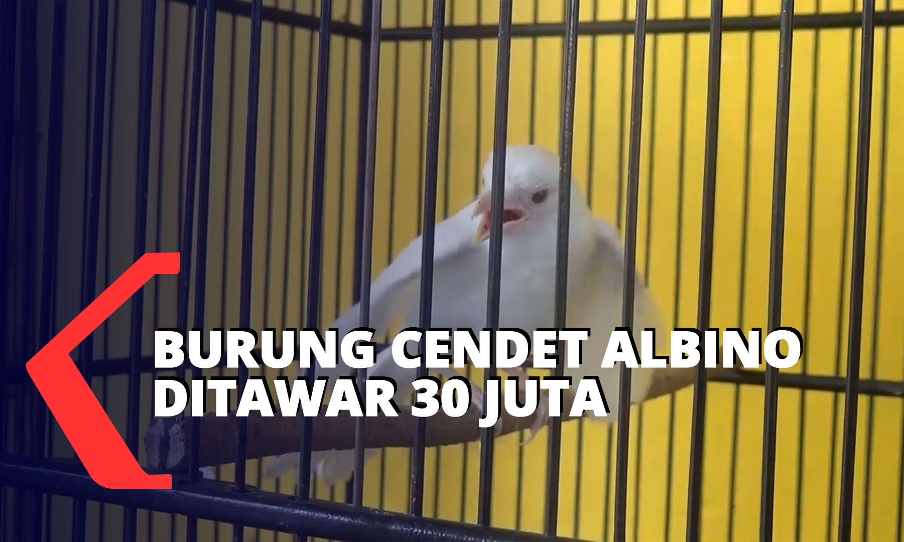 88 Gambar Burung Cendet Terbaru