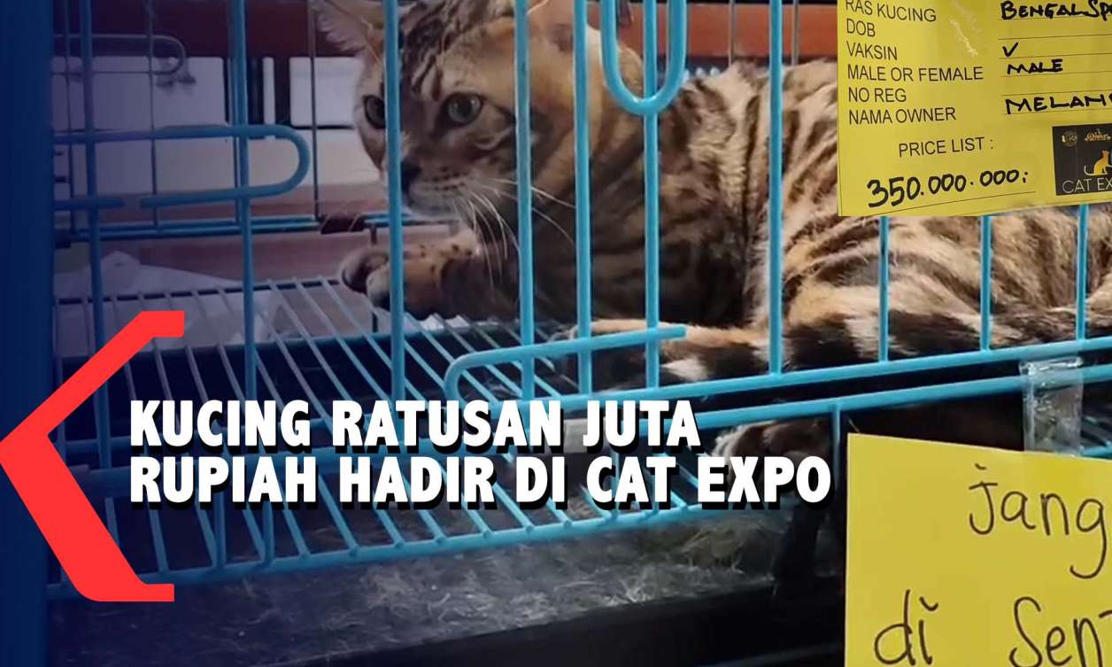 Cat Expo di Kota Batu, Hadirkan Kucing Bengal Seharga Rp 350 Juta