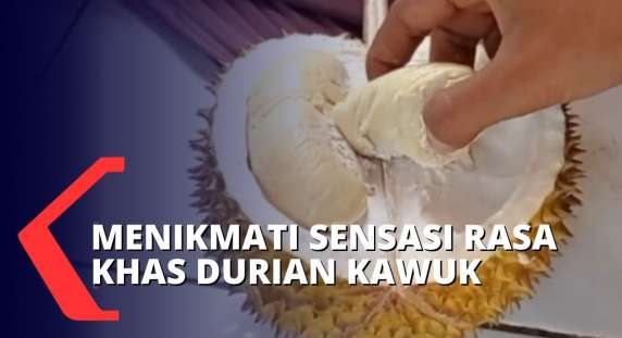 Dikenal Sebagai Penghasil Durian, Desa Segulung Punya Durian Kawuk dengan Cita Rasa yang Unik!
