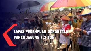 lapas-perempuan-kelas-iii-gorontalo-panen-jagung-7-3-ton