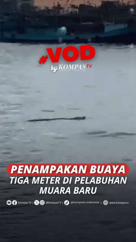 PENAMPAKAN BUAYA TIGA METER DI PELABUHAN MUARA BARU
