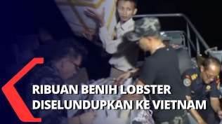 ini-modus-penyelundupan-466-000-benih-lobster-dari-palembang-ke-vietnam-yang-berhasil-digagalkan